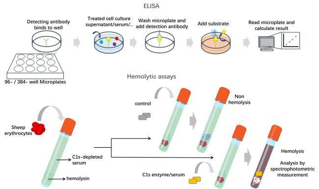 Complement C1s assay. (Creative Biolabs Original)