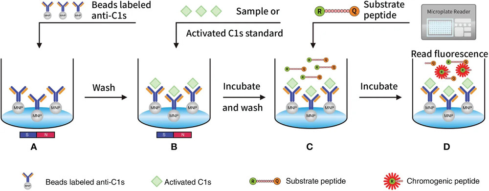 Fluorescent quenched substrate assays for C1s activity. (OA Literature)