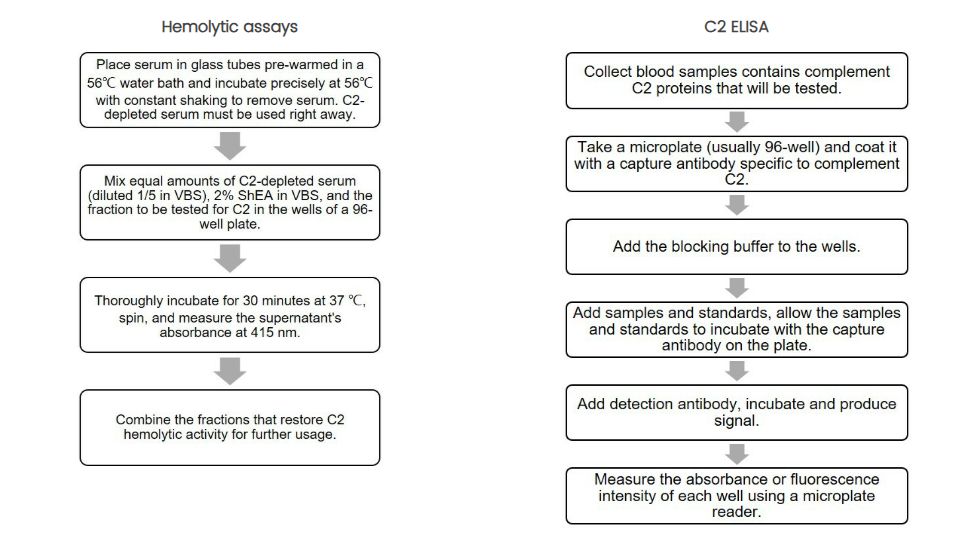 Complement C2 assay. (Creative Biolabs Original)