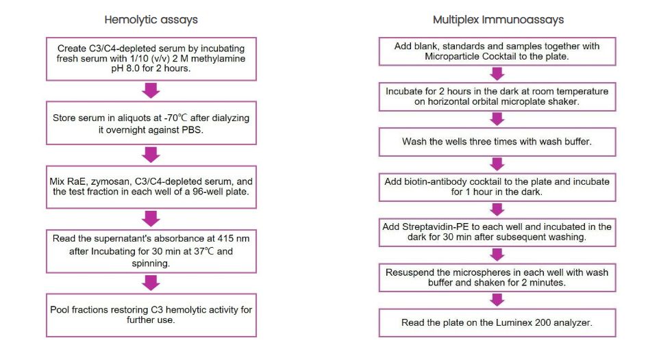 Complement C3 assay. (Creative Biolabs Original)