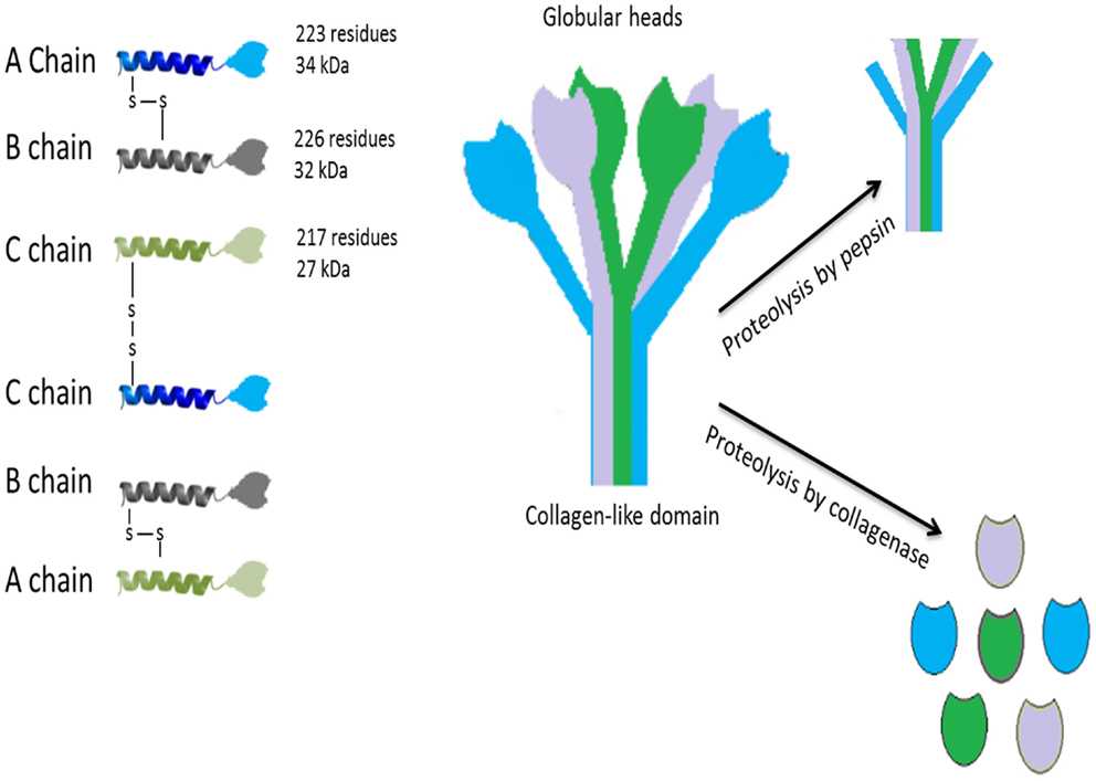 C1q structure. (Kouser, Lubna, et al., 2015)
