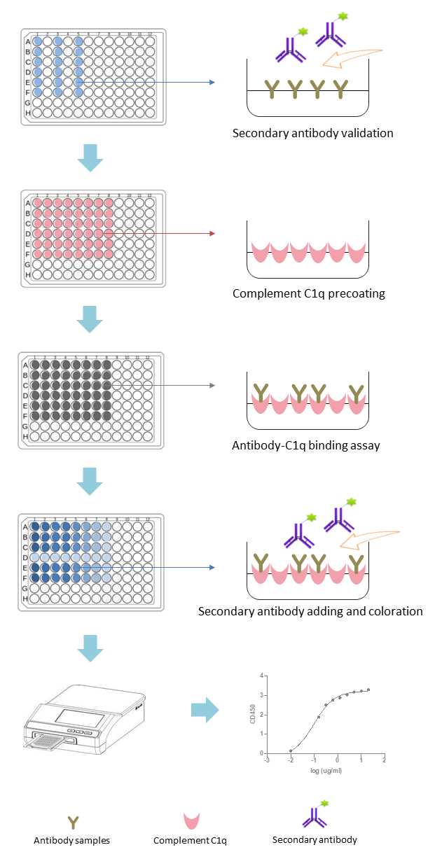 Complement C1q-binding assays. (Creative Biolabs Original)