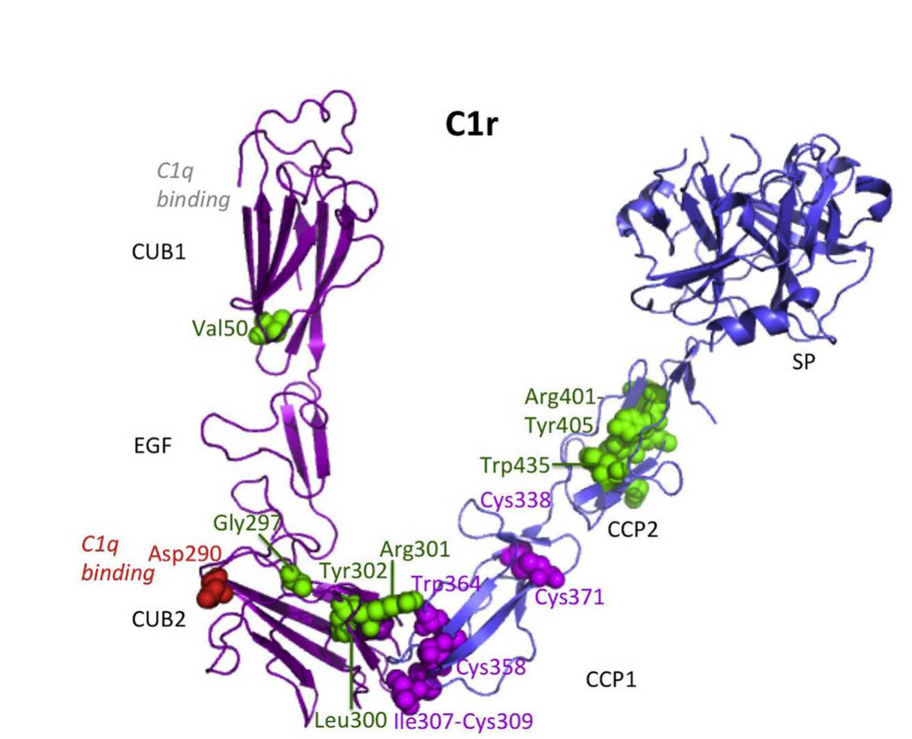 C1r structure. (Kapferer-Seebacher, Ines, et al., 2016)