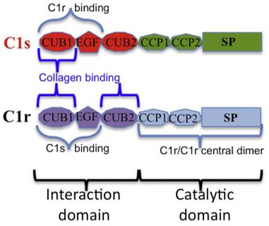 Modular structure of C1r and C1s. (Kapferer-Seebacher, Ines, et al., 2016)