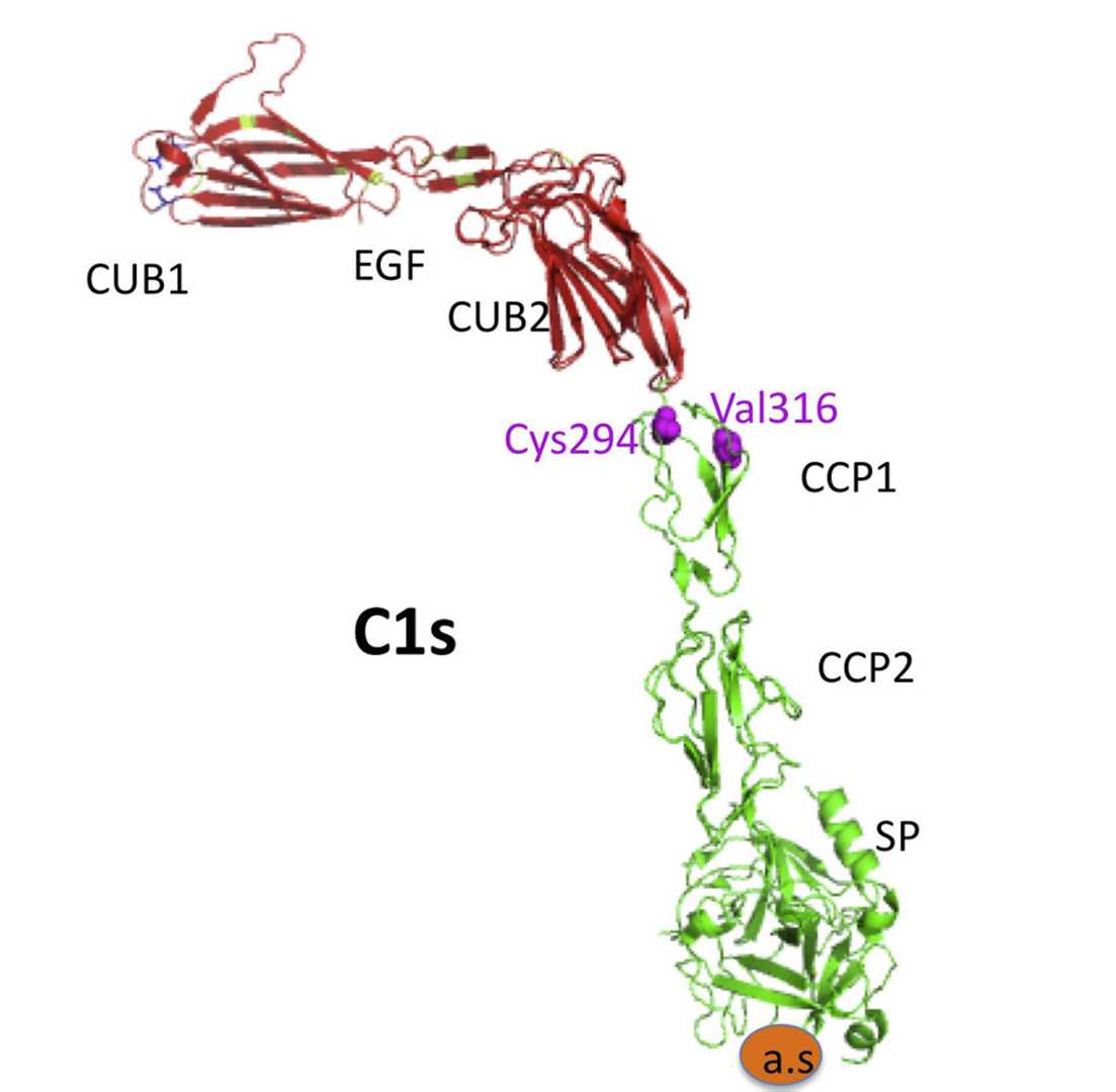 C1s structure. (Kouser, Lubna, et al., 2015)