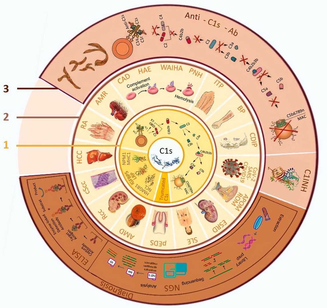 C1s related diseases and its application in diagnosis and treatment. (Ye, Jun, et al., 2022)