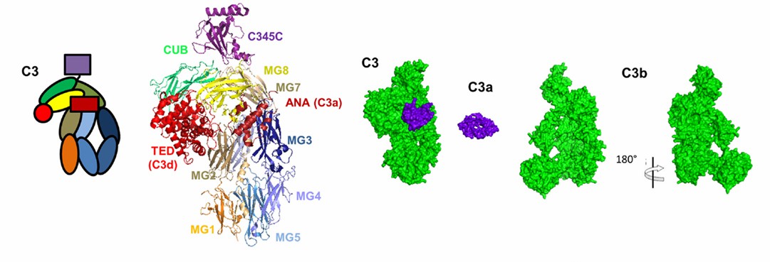 C3 and its cleavage fragments C3b and C3a. (Merle, Nicolas S., et al., 2015)