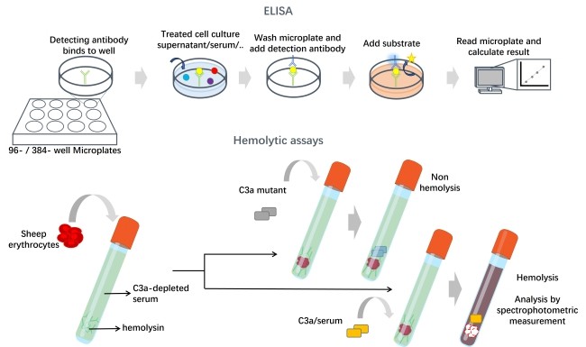 Workflow of complement C3a functional test. (Creative Biolabs Original)