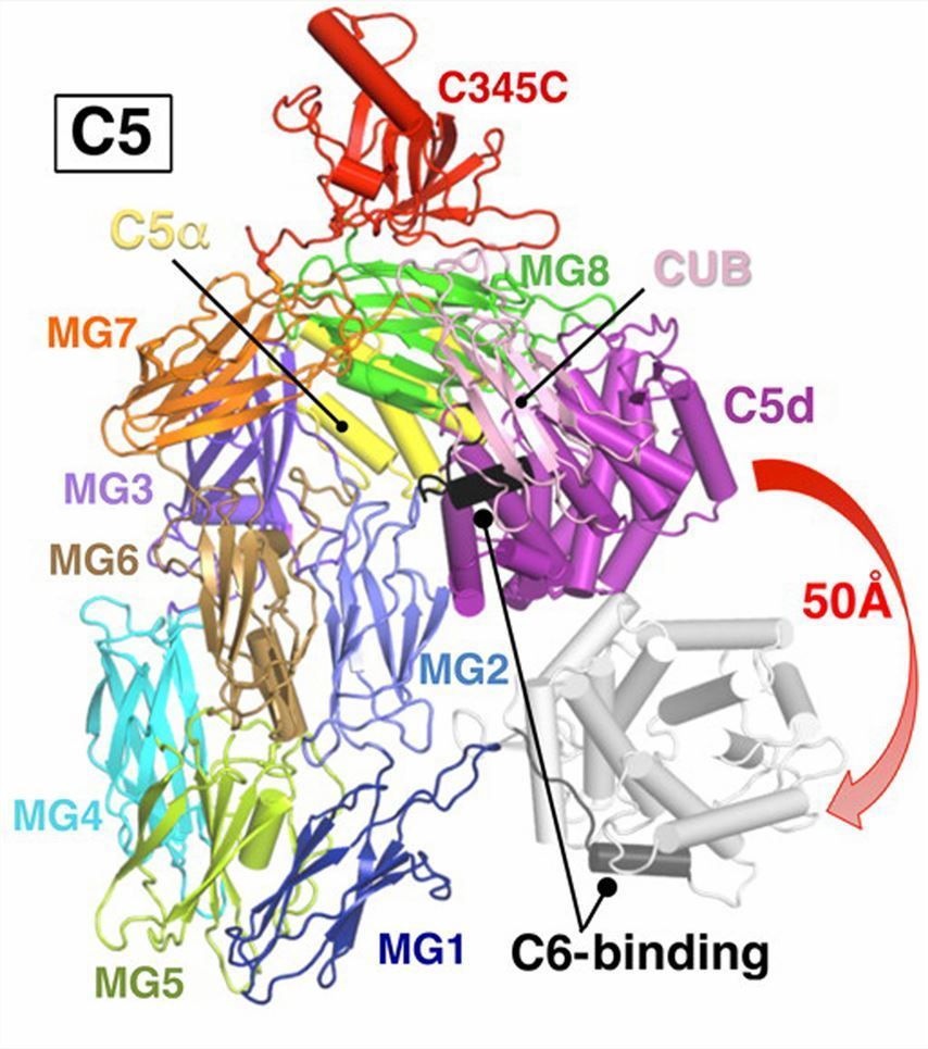C5 structure. (Aleshin, Alexander E., et al., 2012)