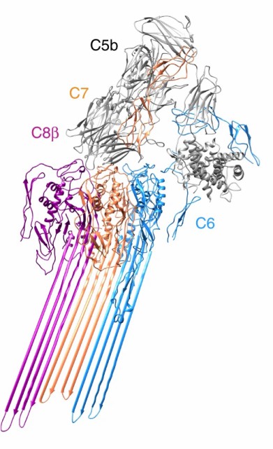 The orange part is the C7 molecular structure. (Menny, Anaïs, et al., 2018)