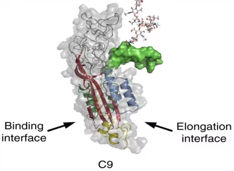 C9 structure.(Spicer, Bradley A., et al., 2018)