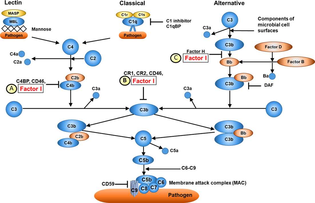 Complement factor I (CFI) function. (Nanthapisal, Sira, et al., 2018)
