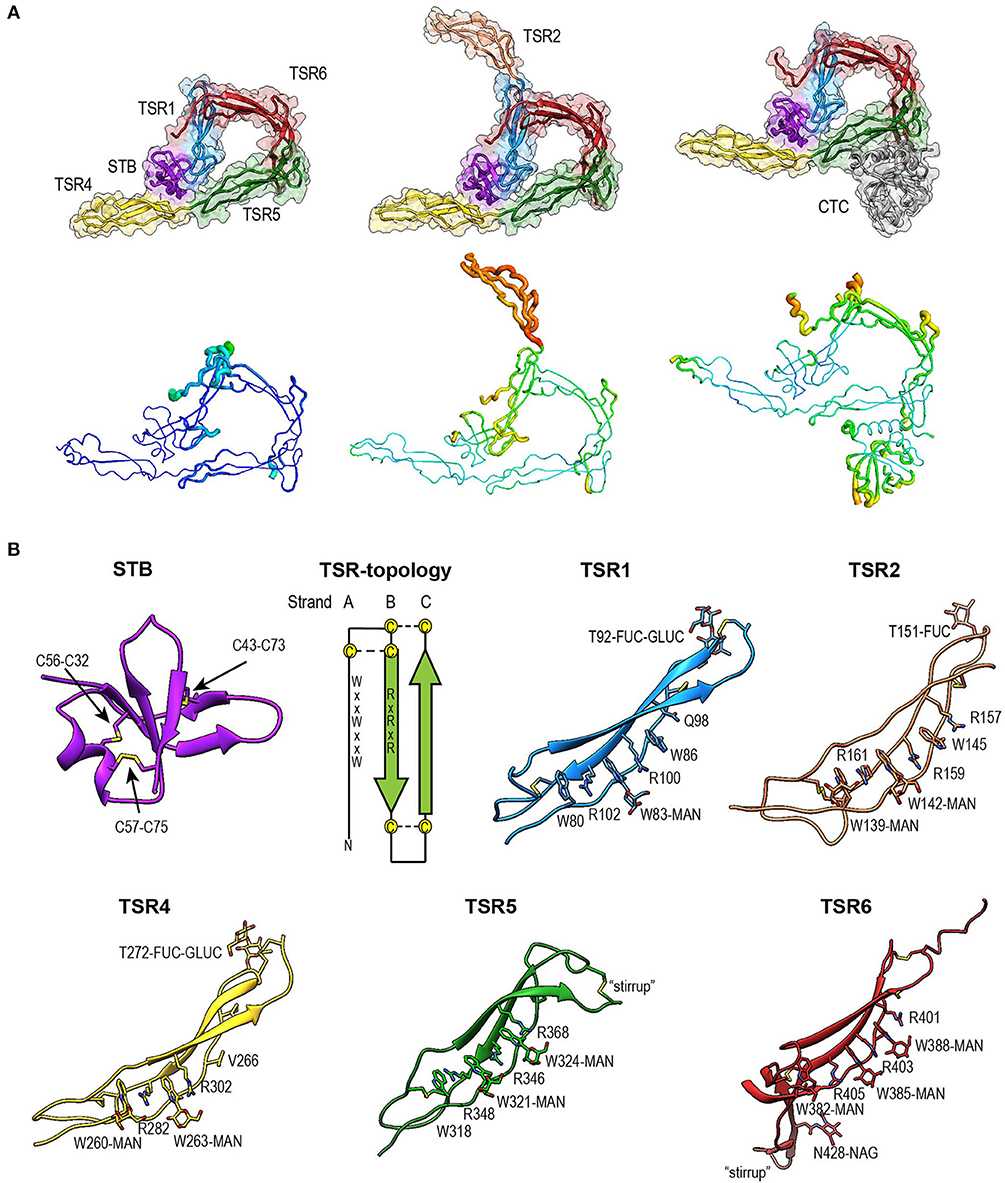 Properdin structures. (Van den Bos, Ramon M., et al., 2019)