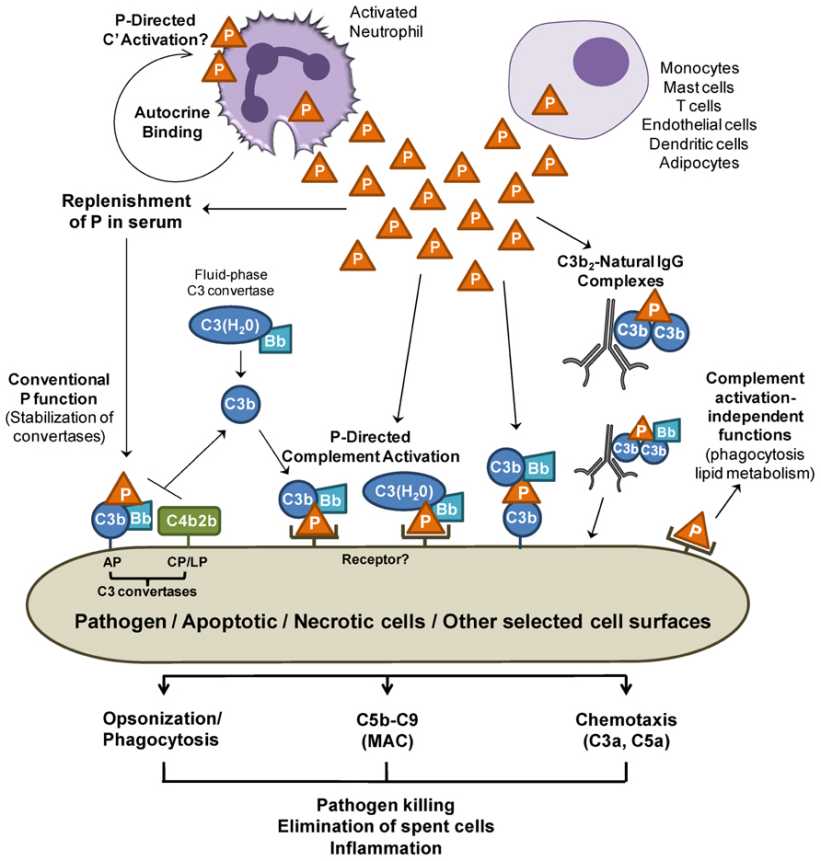 Properdin functions. (Cortes, Claudio, et al., 2013)