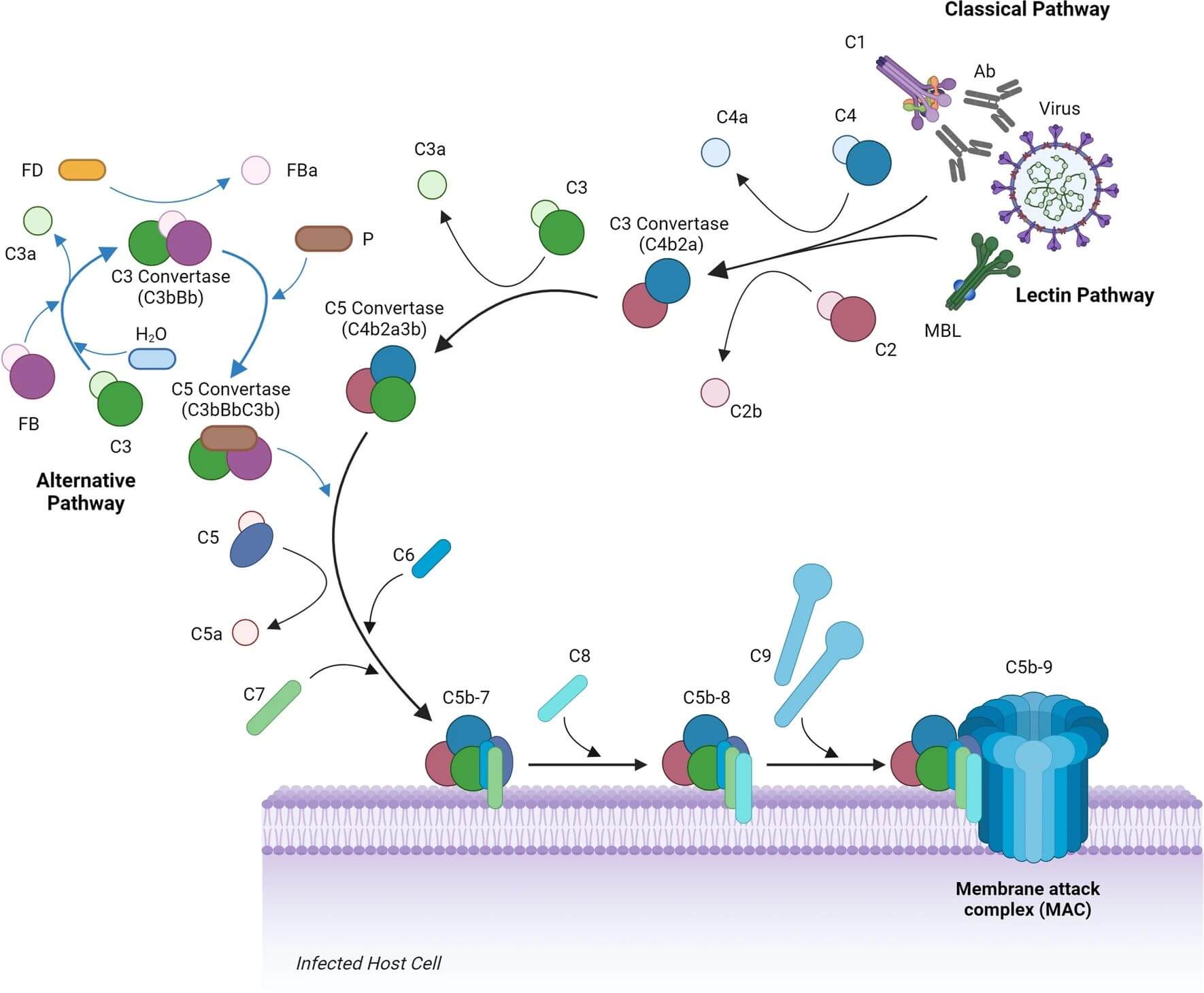Complement system response. (Mellors, Jack, and Miles Carroll, 2024)