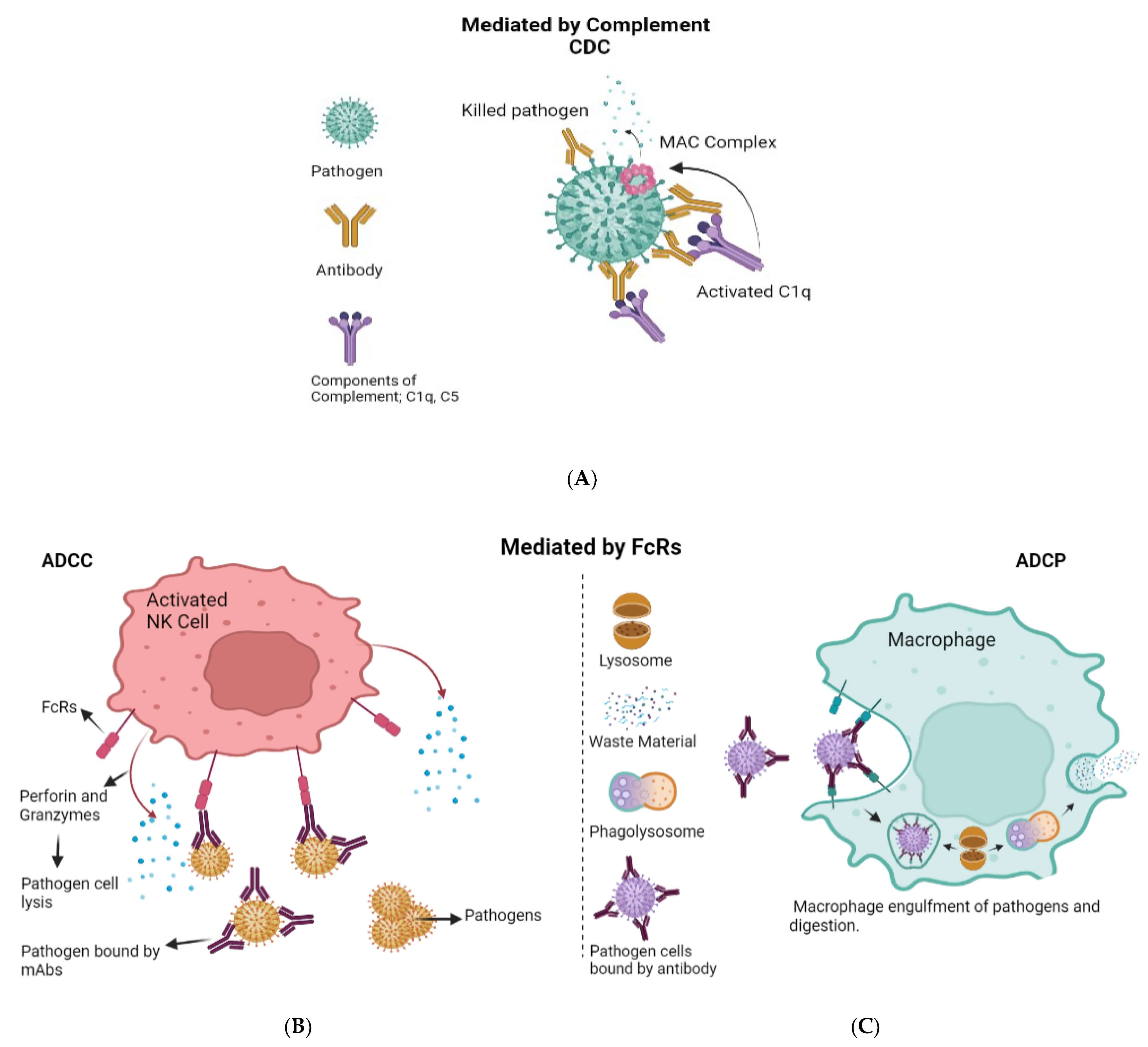 CDC vs ADCC. (Mokhtary, Pardis, et al., 2022)