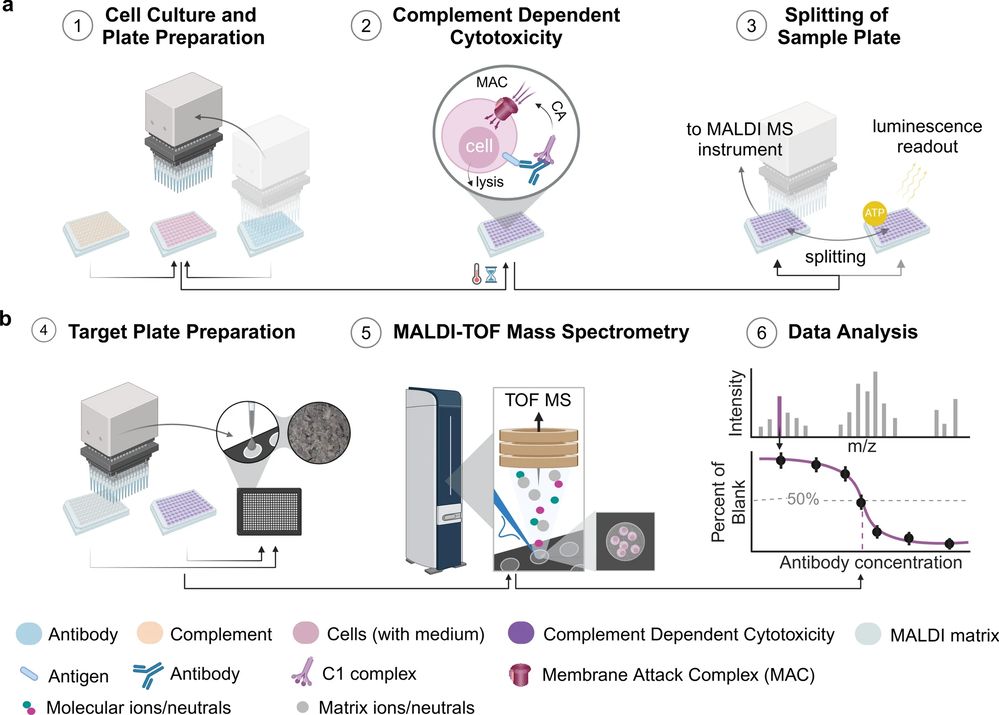 Workflow of a label-free whole-cell MALDI mass spectrometry CDC bioassay