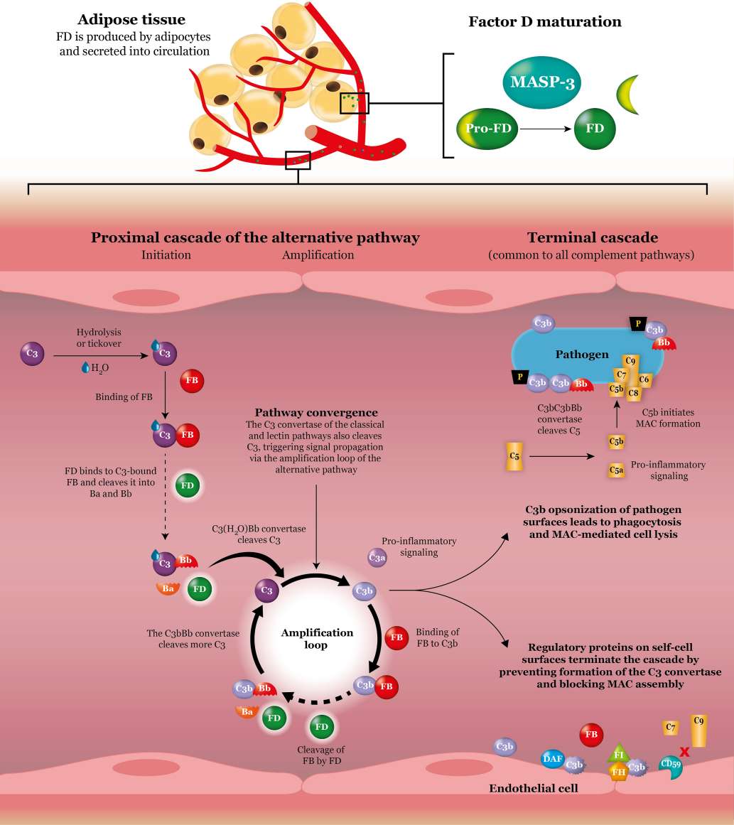 Factor D in the alternative complement pathway.
