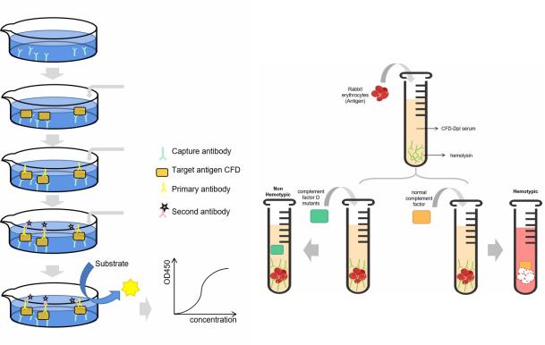 Complement FD assay. (Creative Biolabs Original)