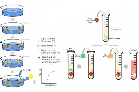 CFH assay. (Creative Biolabs Original)