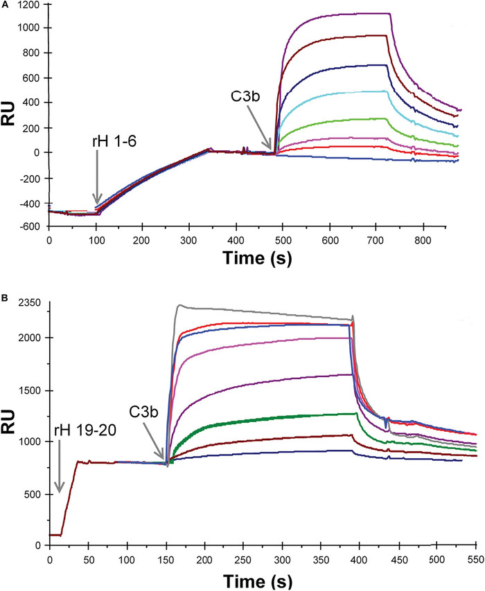 Recombinant Factor H protein fragments were analyzed by SPR for their affinity for C3b. (OA Literature)