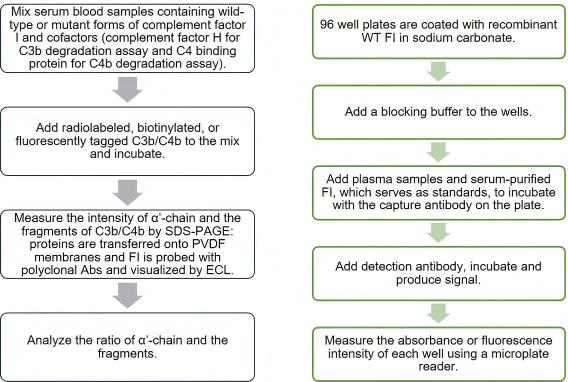 Complement FI assay. (Creative Biolabs Original)