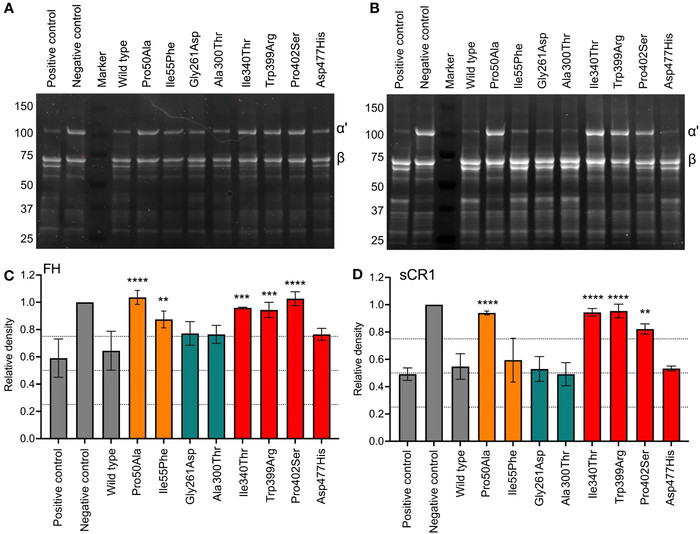Evaluation of FI recombinant proteins. (OA Literature)
