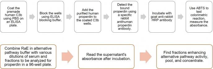 Complement Factor P activity assay workflow developed by Creative Biolabs. (Creative Biolabs Original)