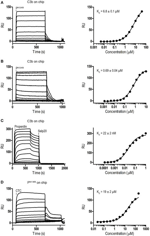 Monomerized Properdin binds and stabilizes C3 convertases. (OA Literature)
