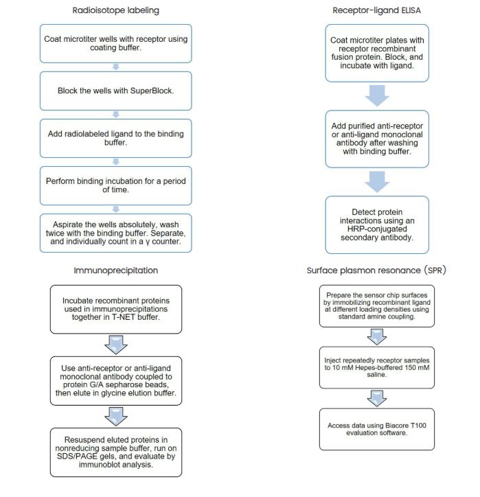 Workflow of receptor ligand binding assay. (Creative Biolabs Original)