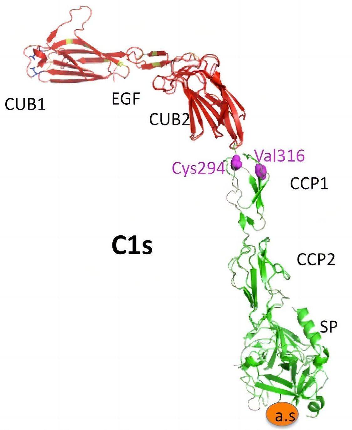 Schematic of the structure of C1s (OA Literature)