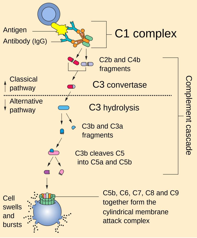 Complement pathway.