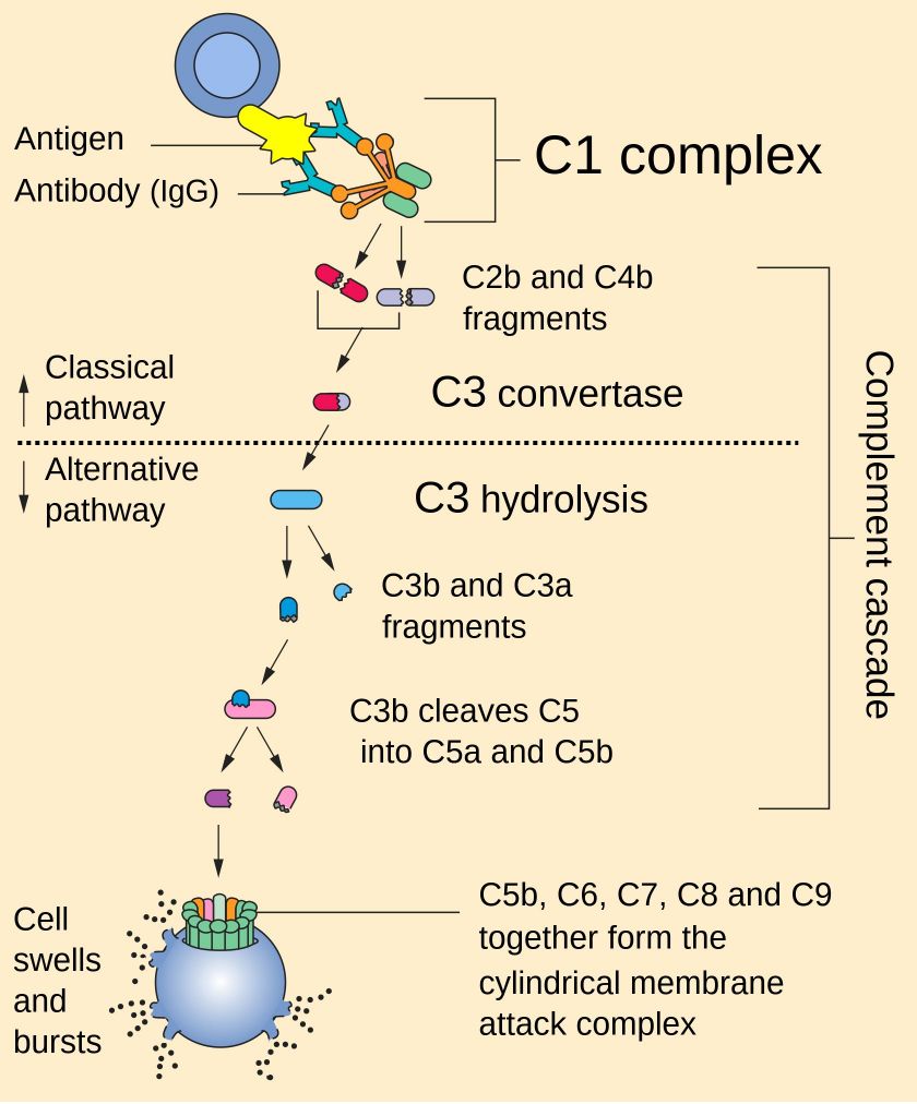 The complement system. （https://commons.wikimedia.org/wiki/File:Complement_pathway.svg)