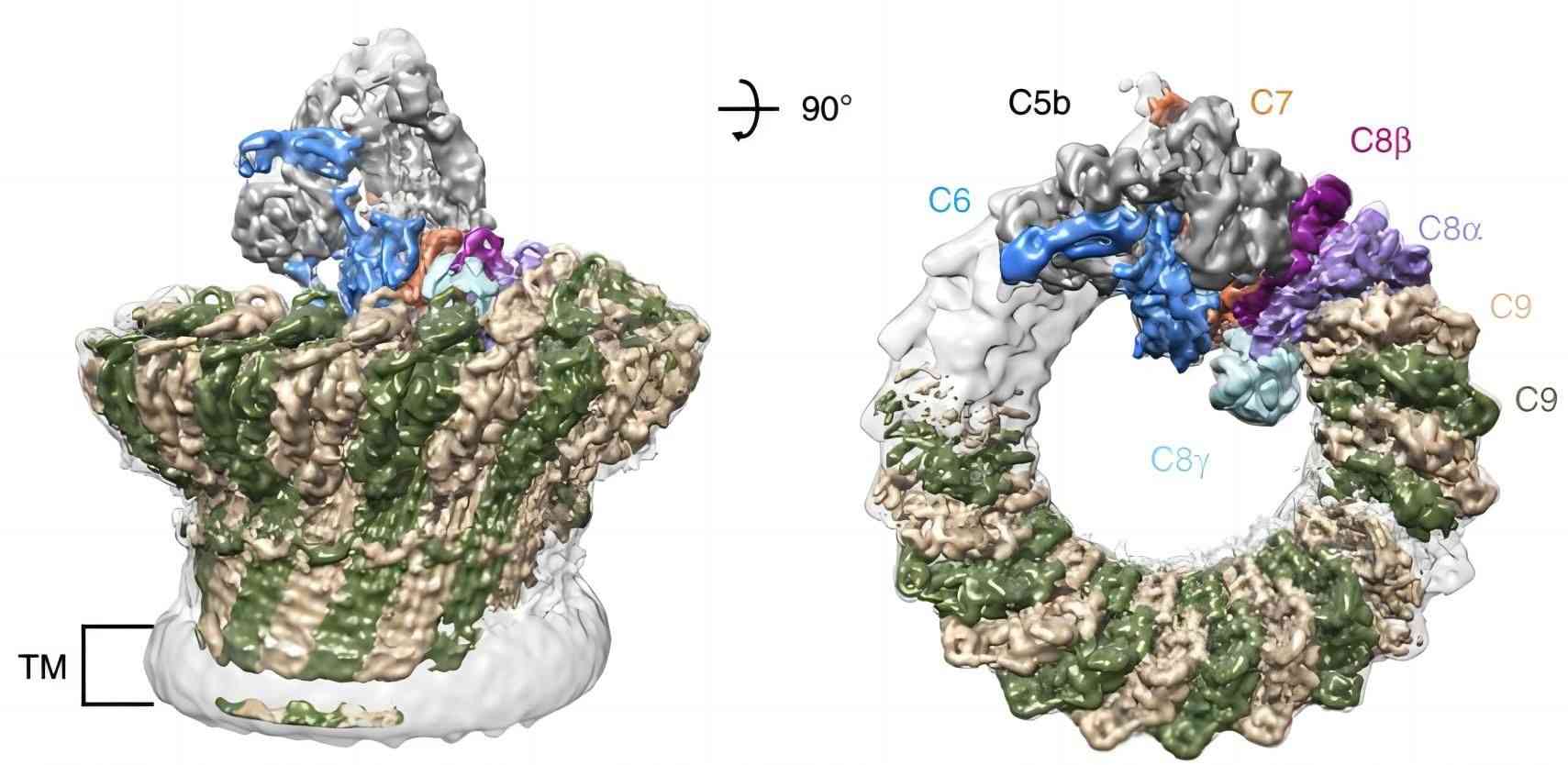 Structural adaptability of MAC pore architecture.