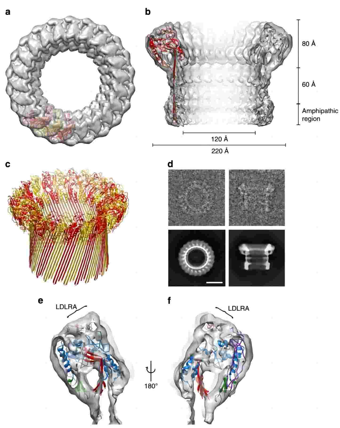 Poly-C9 structure.