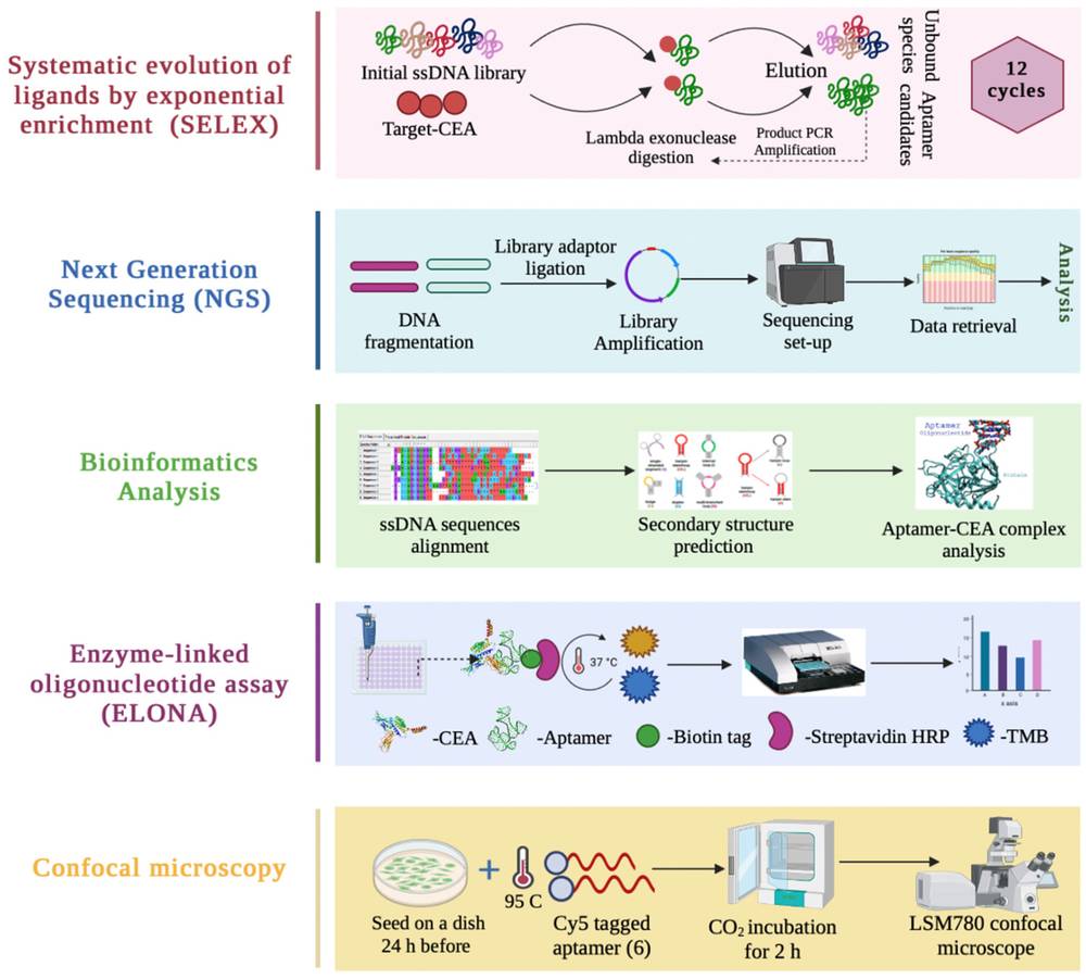 The characterization using SELEX, NGS, bioinformatics analysis, ELONA, and confocal microscopy steps. (OA Literature)