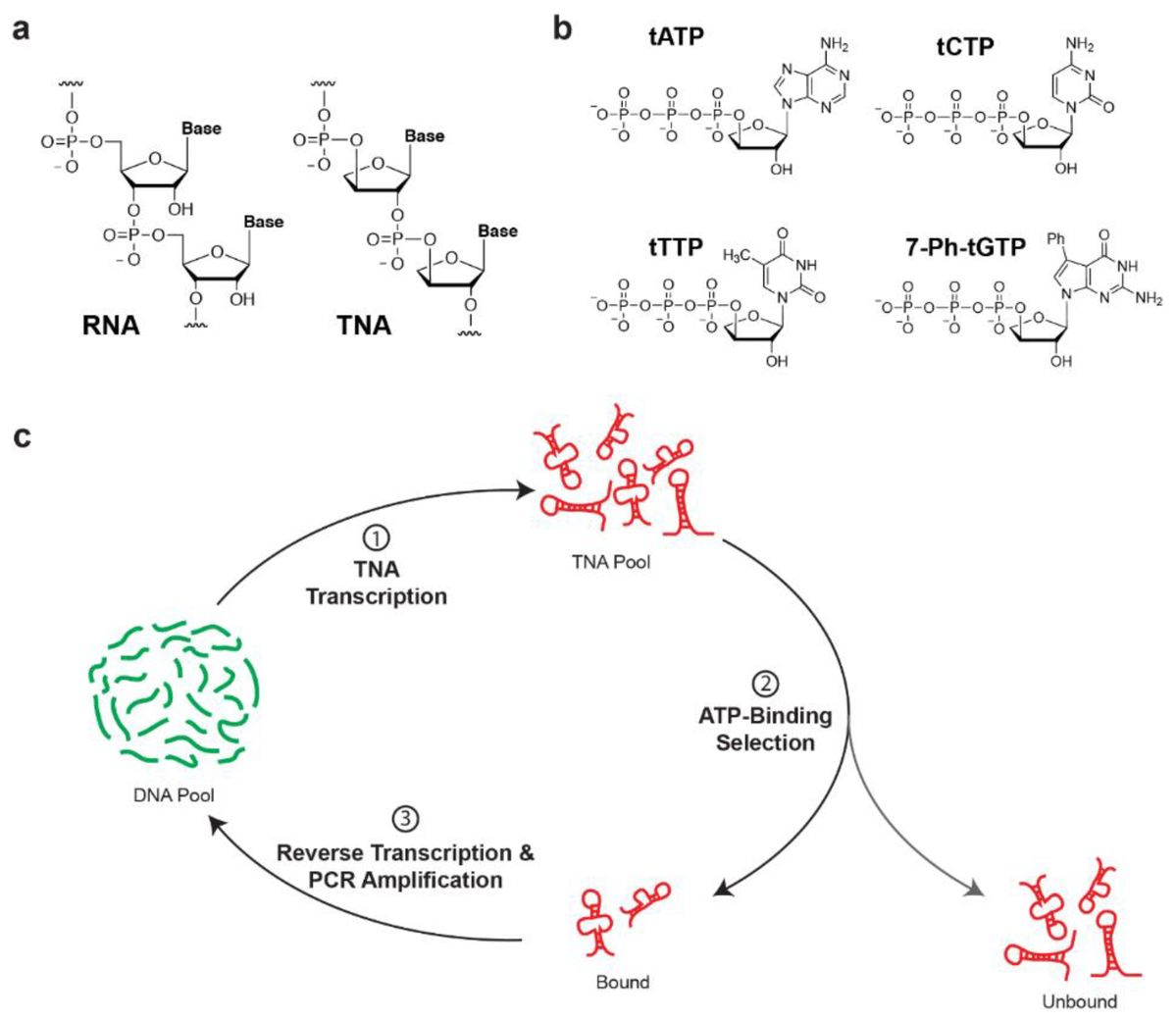Selection of an ATP-binding TNA aptamer (OA Literature)