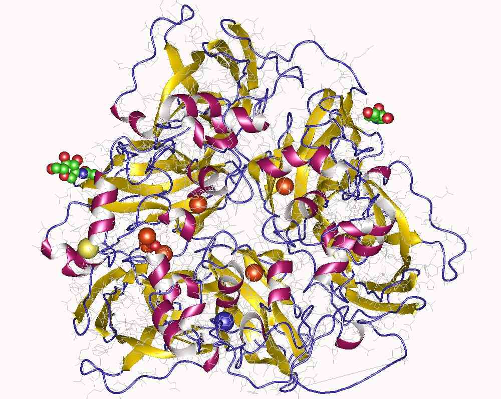 The structure of ceruloplasmin enzyme.