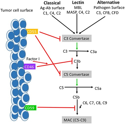 Fig 1. Schematic of the function of CD59 in the complement system. (OA Literature)