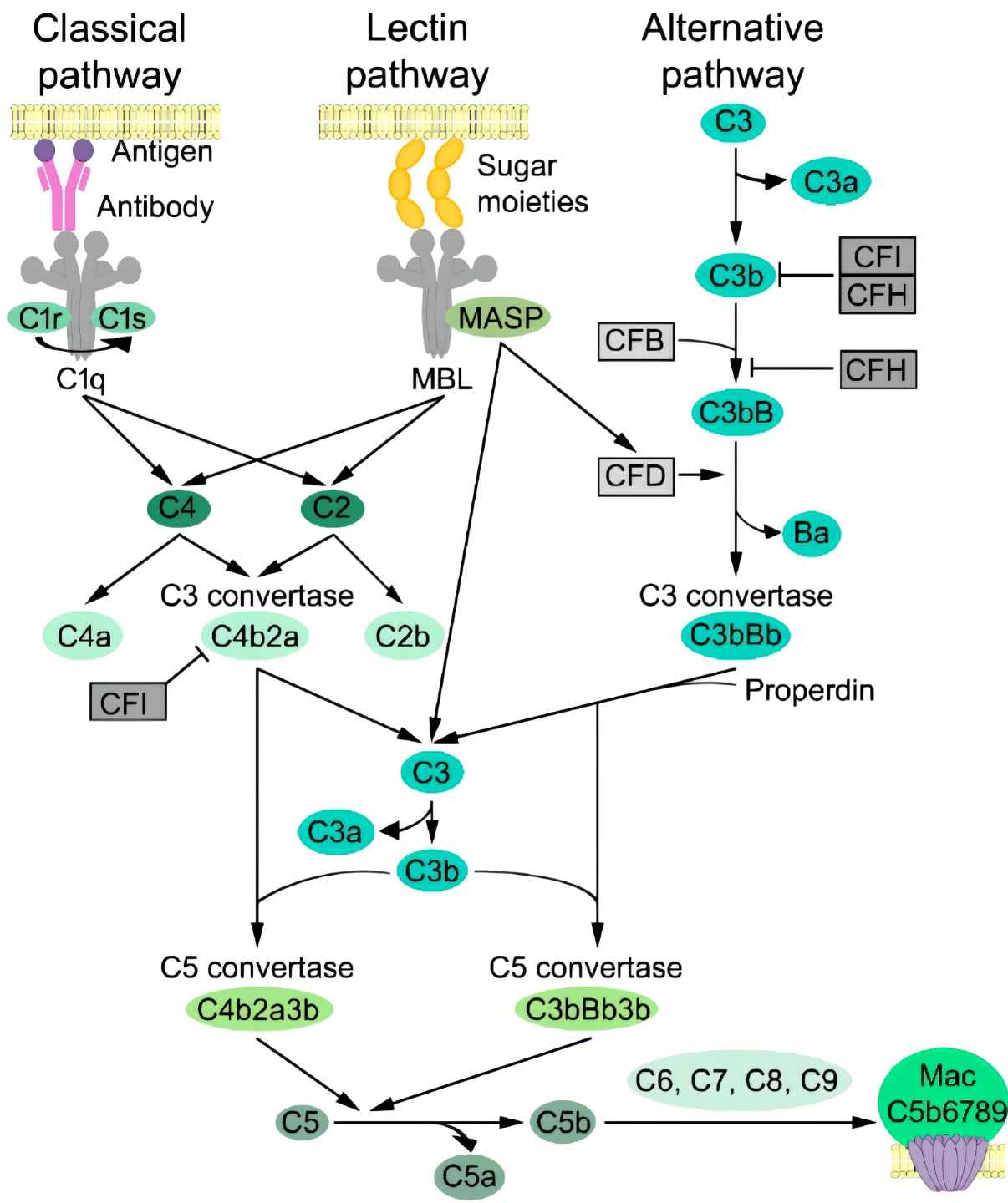 Factor Ba involved in the alternative pathway of three complement cascades.