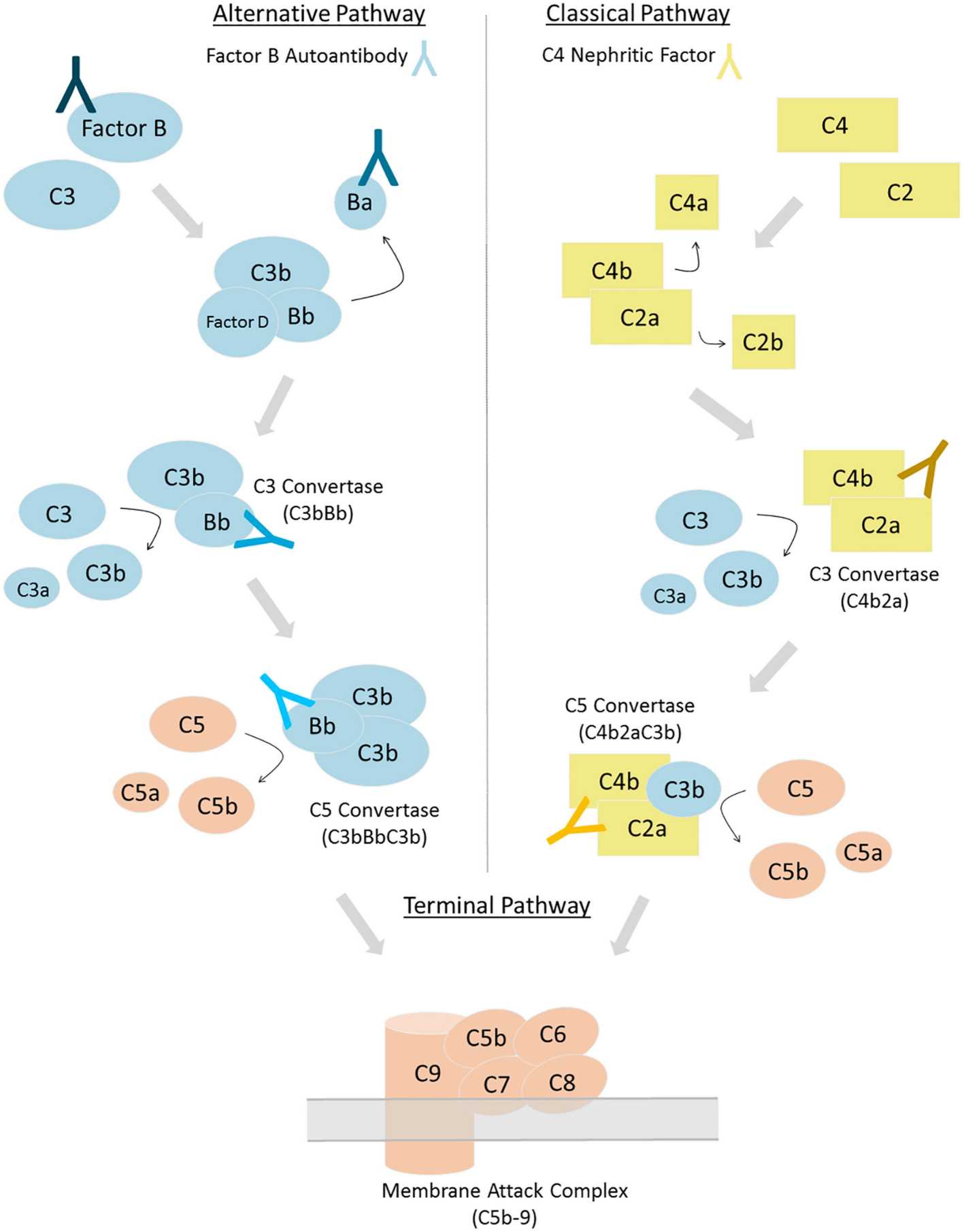 Diagram of antibody epitopes on factor Ba, factor B and other factors.