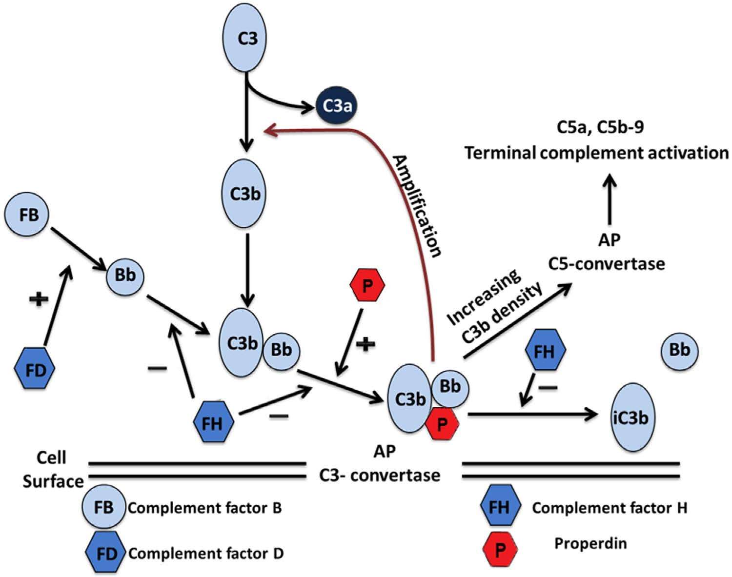 Factor Bb involved in complement cascade.