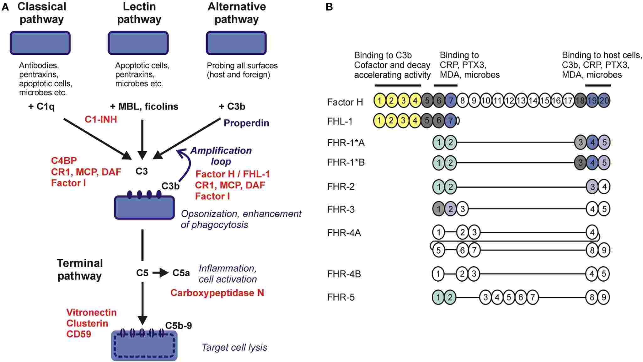 Factor H dynamics across complement pathways and the structure of its family factors.