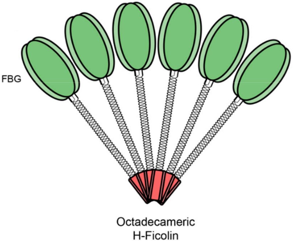 Ficolin-3 structure.
