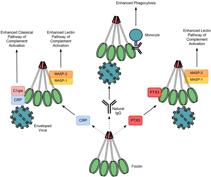 Ficolins' synergistic antibacterial interactions with other immune proteins.