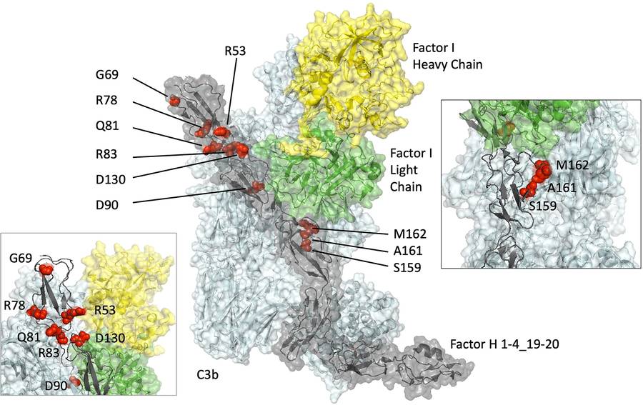 Locations and structural context of rare N-terminal complement factor H variants analyzed in aHUS, C3G, and AMD