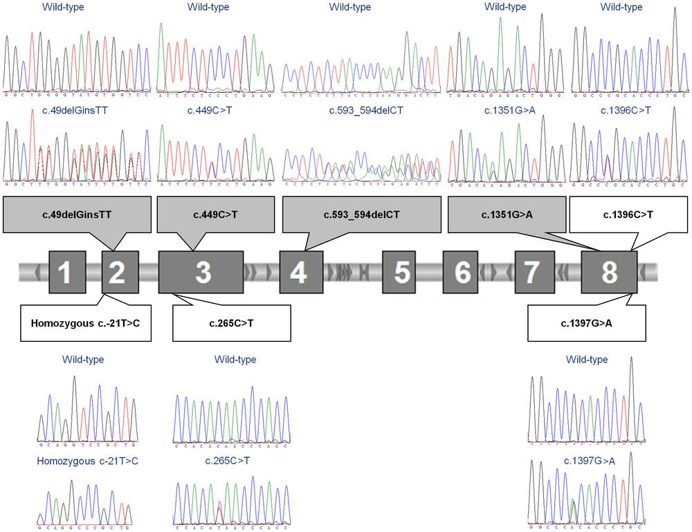 SERPING1 gene structure and mutations identified in families with hereditary angioedema