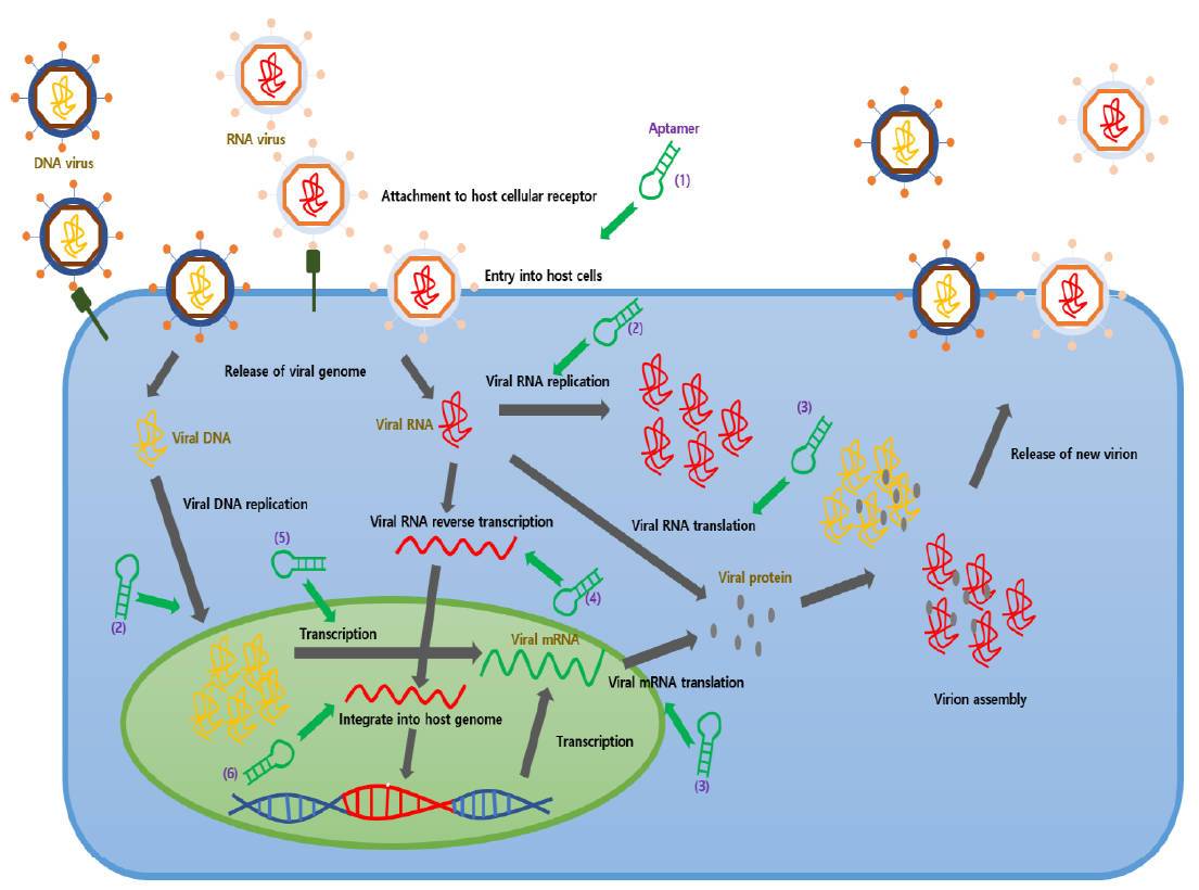Fig.1 Diagram of viral life cycle and aptamer targets. (Kim and Lee, 2021)