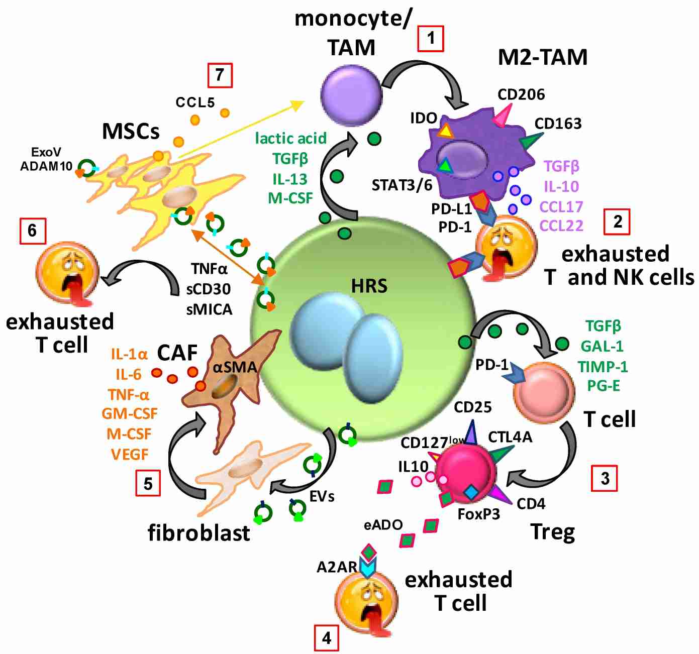 Fig.1 Education of normal cells in the tumor microenvironment of classic Hodgkin lymphoma. (Aldinucci, Borghese & Casagrande, 2019)