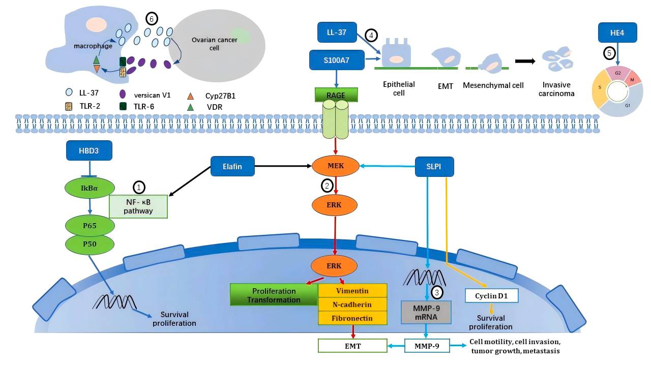Tumorigenic and pro-metastatic roles of HE4 as an antimicrobial peptide in gynecological cancers.
